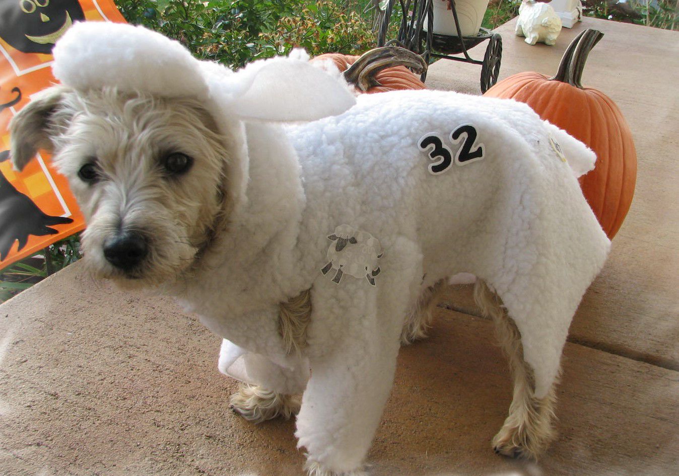 Gibson as Serta sheep